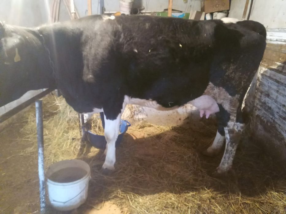 Продам срочно подам