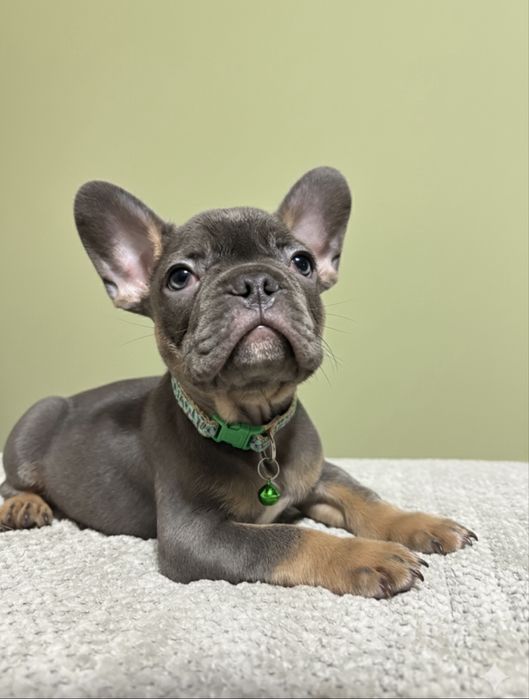 Продам щенков французского бульдога