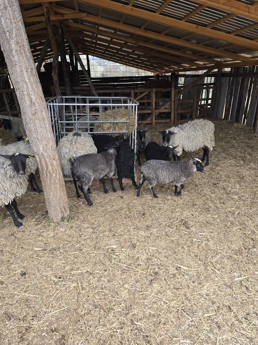 Vând berbecuț Romanov