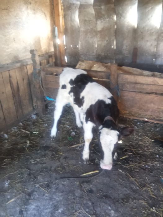 Vand vaca de doi viteji