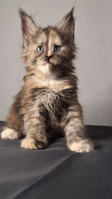 Эксклюзивные котята мейн-кун