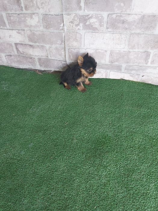 Йоркширски териер мини