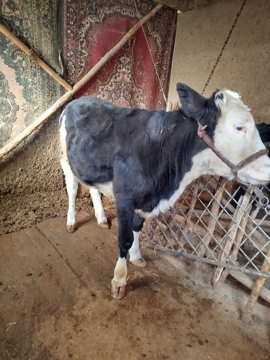 Мол гунажин борр.