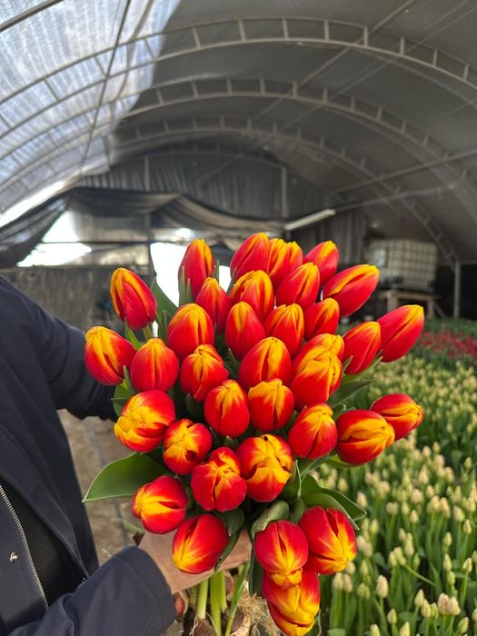 Тюльпаны оптом премиальный сорта