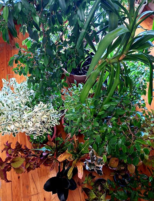 Продам фикусы разного сорта