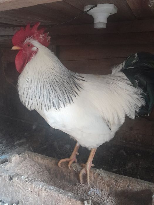 Хурозлар сотувда