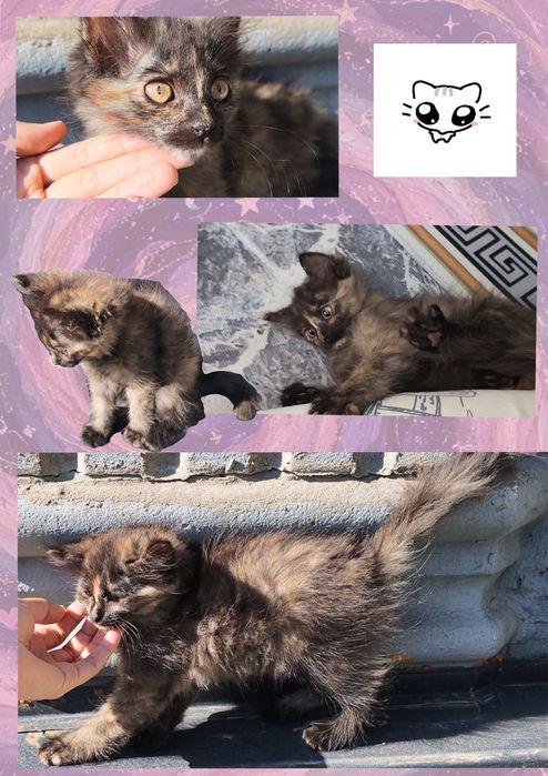 Срочно ищем дом для котят!