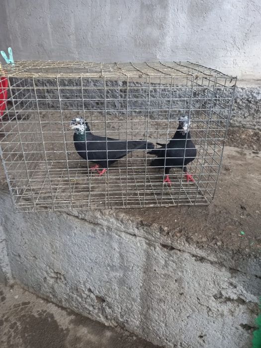 Рябагаловые чубати пара лет с игрой