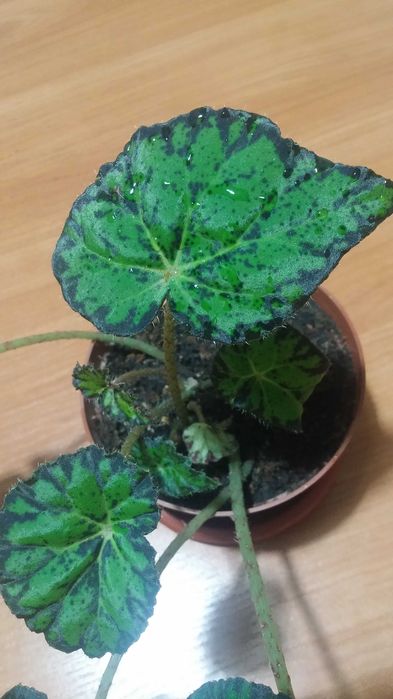 Бегония Бауэра тигровая