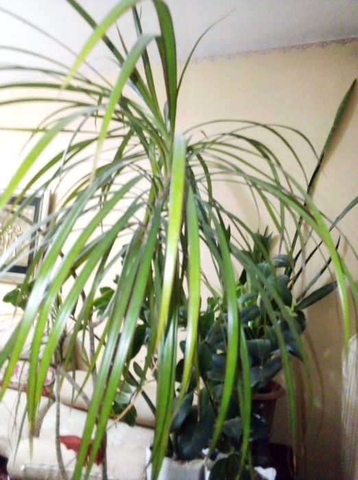 Растения для офиса