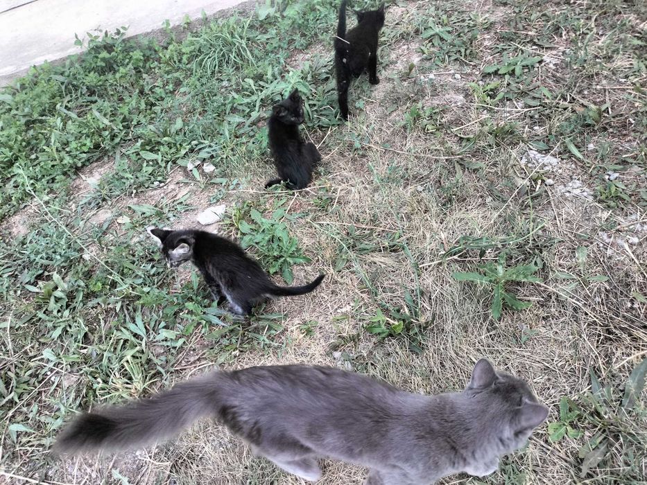 Котята бесплатно