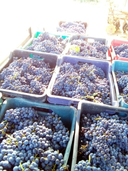Продавам грозде Мерло. Каберне Фран рекацители