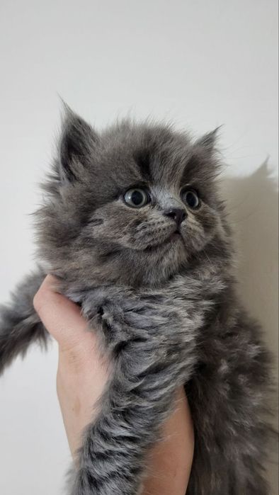 ПРОДАЮТСЯ  породистые  котята