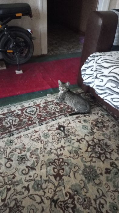 Пропал Кот по кличке Кузя