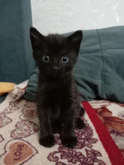 Отдам домашних котят в хорошие руки