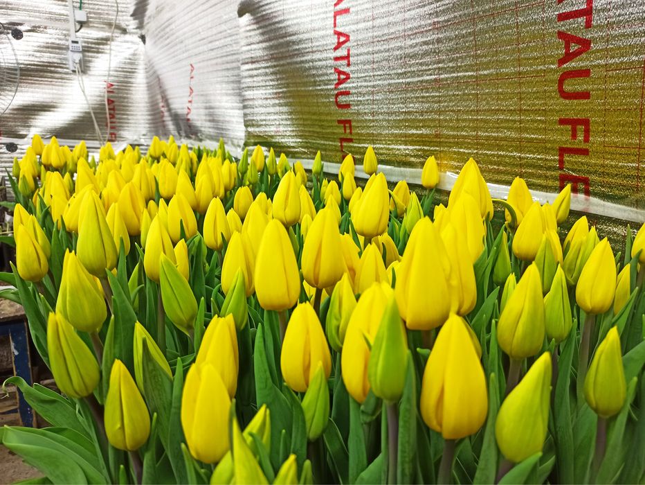 Тюльпаны оптом с теплицы