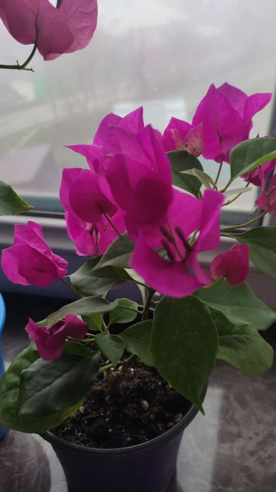 Продам бугенвилии цветущие