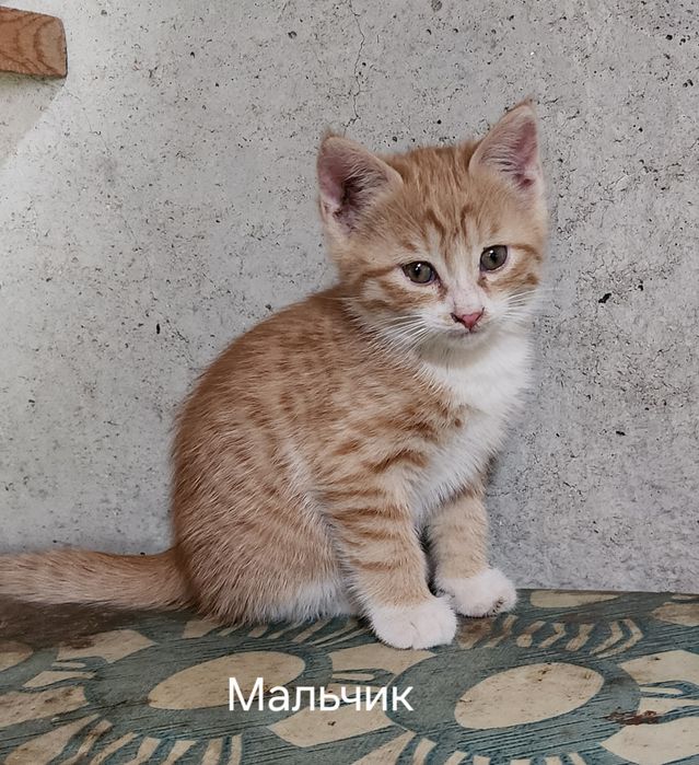 Самарканд.  Домашний котята