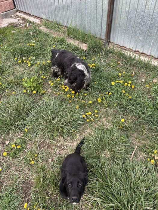 Щенок русский спаниель