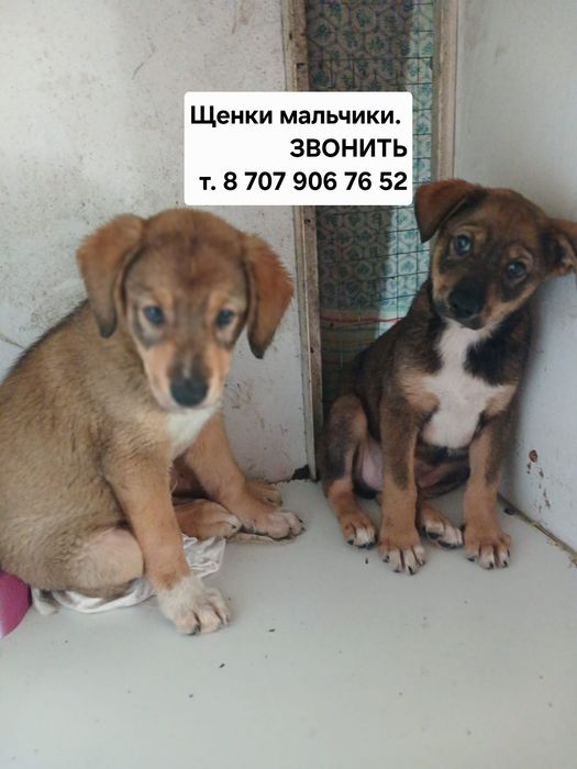 Щенки мальчики в добрые руки