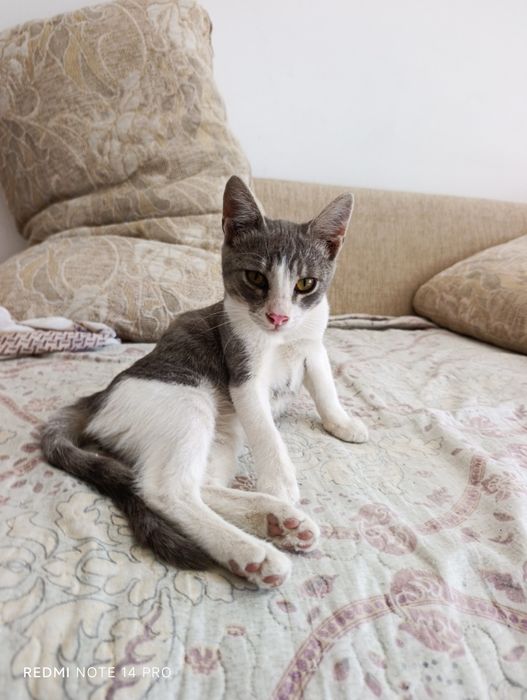 Котенок в добрые руки