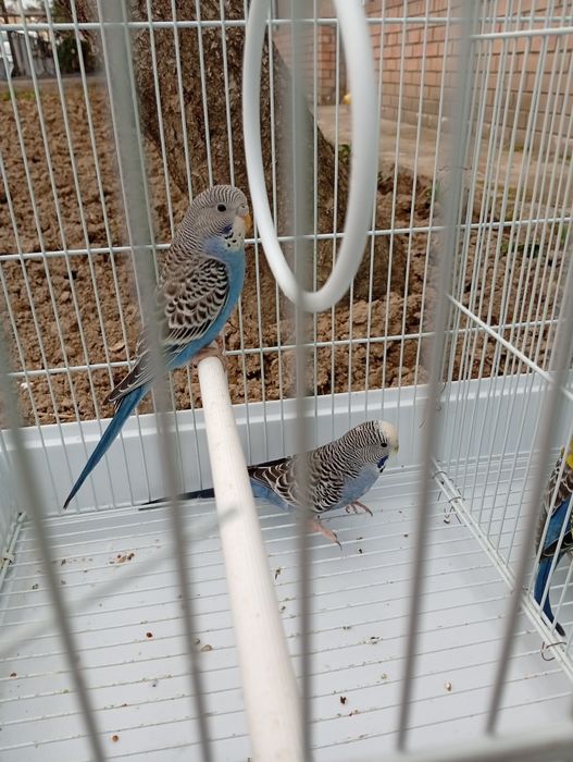 Toti qushlar sotiladi