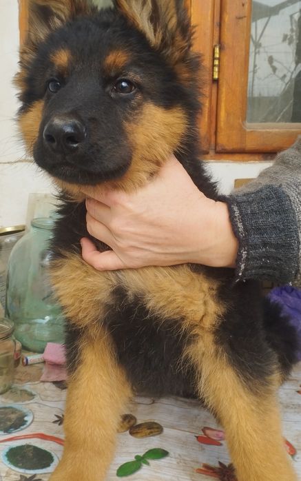 Щенки немецкой овчарки