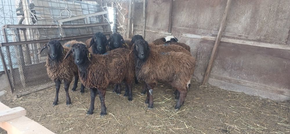 Ұрғашы тоқтылар сатылады