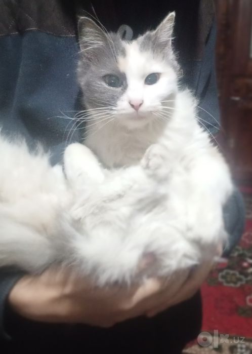 Persian Fors mushugi sotiladi