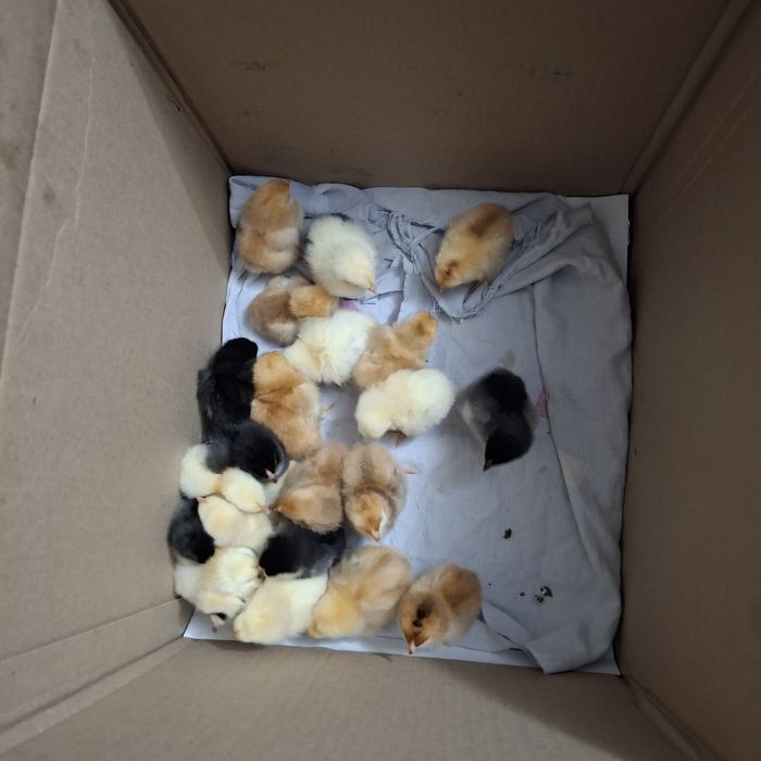 Цыплята.          .