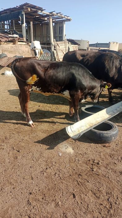 Немецкоалатуская порода