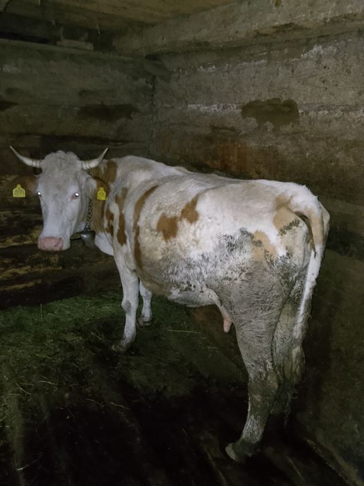 De vanzare 4 vaci si 2 vitei !!pretul se discuta la tel