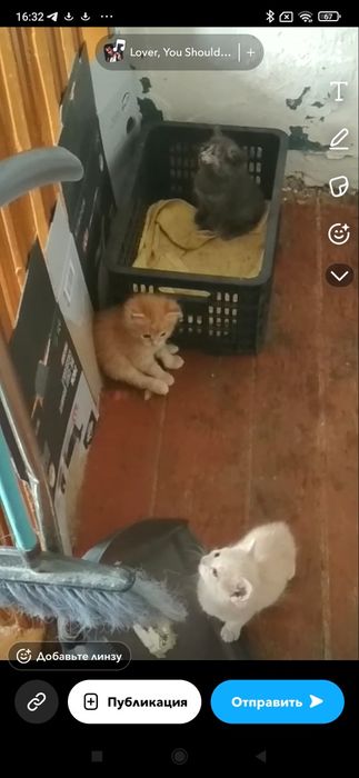 Котята бесплатно.