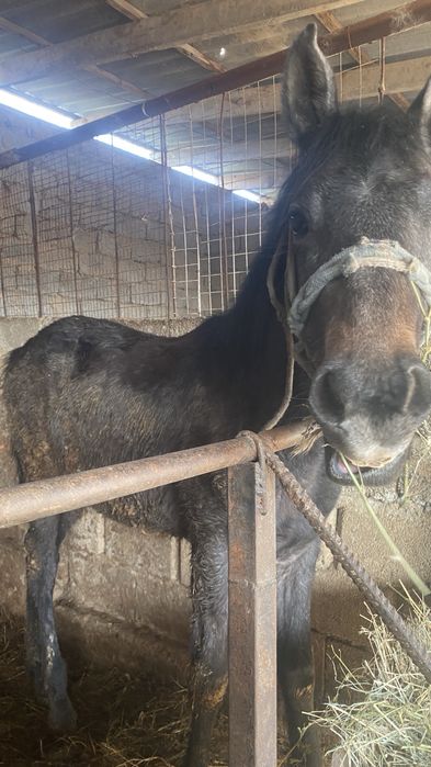 Тай сатылады жақсы аттың баласы