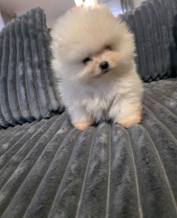 Мини померан момичета