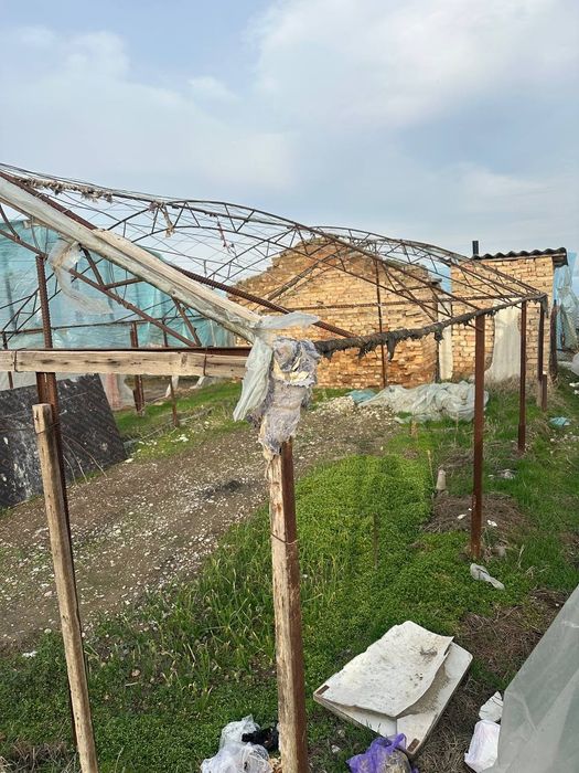 Tiplisa sotiladi 3ta