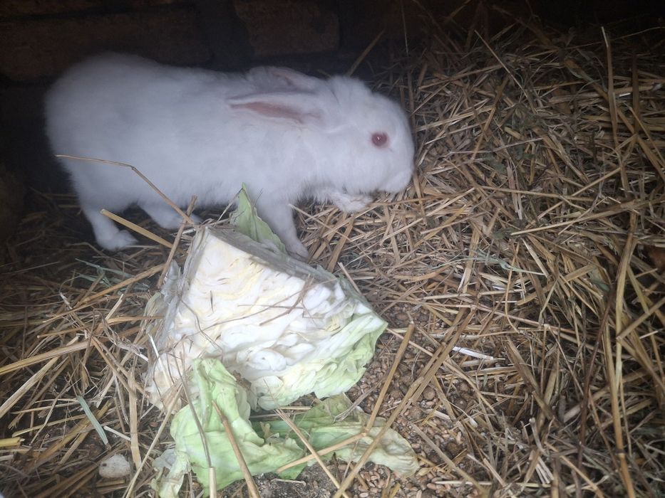 Vând iepuri de curte