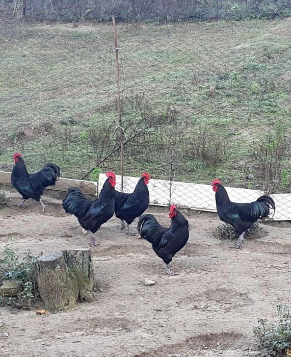 Cochinchina pitic, Australorp COCOȘI!!!