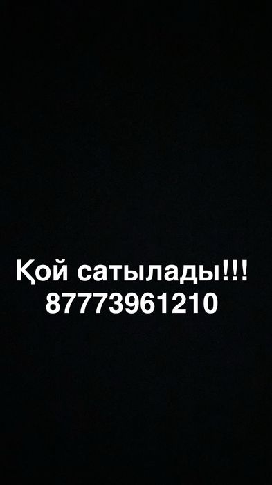 Қой сатылады срочно