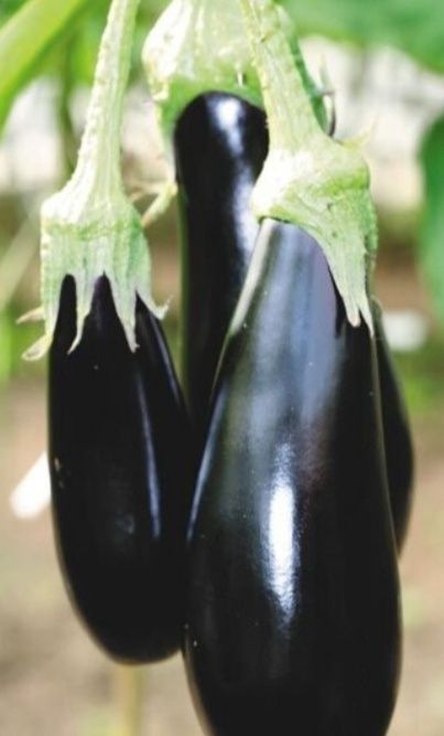 Рассада. Перцев и Баклажан