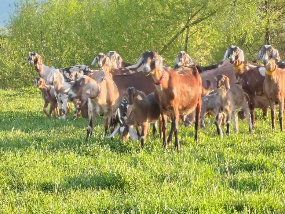 Iezi Anglo Nubian  masculi și femele