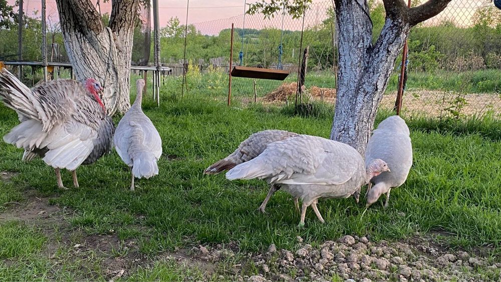 Oua de curca lavanda pt incubat