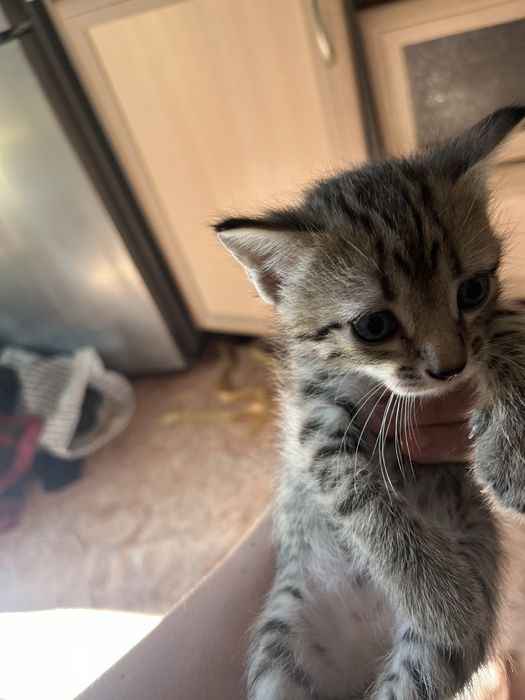 отдам котят в добрые руки