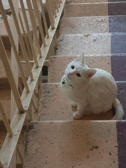 Котёнок,  девочка,окрас белый