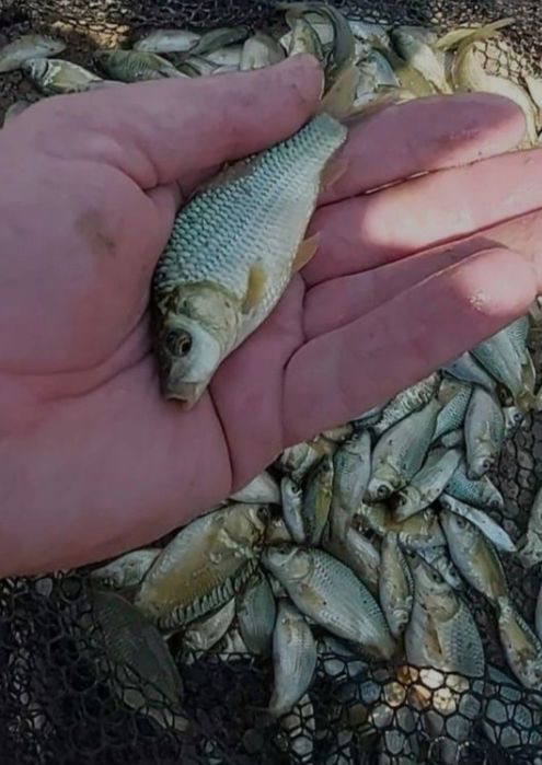 Продаю живца малька карась