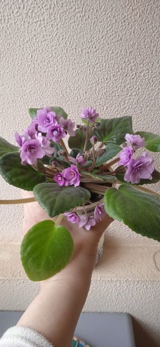 Продам цветущие  фиалки