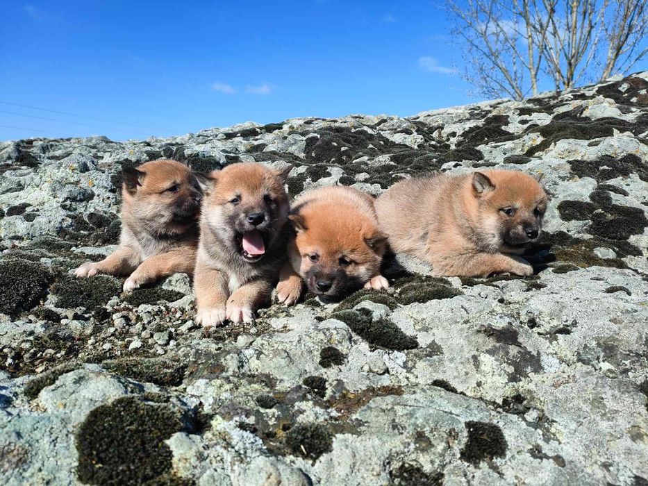 Продавам кученца Шиба Ину