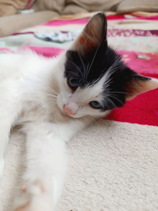 Котенок мальчик в добрые руки