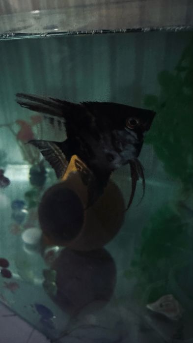 обмен Скалярий рыба самка