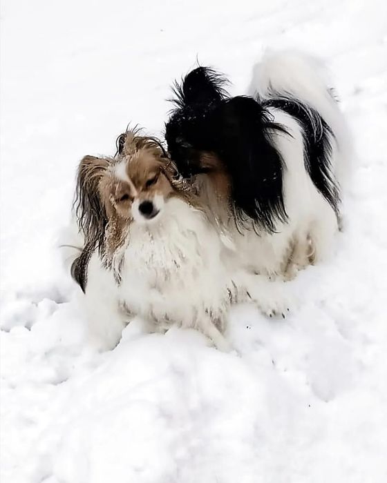 Продаются щенки папийон